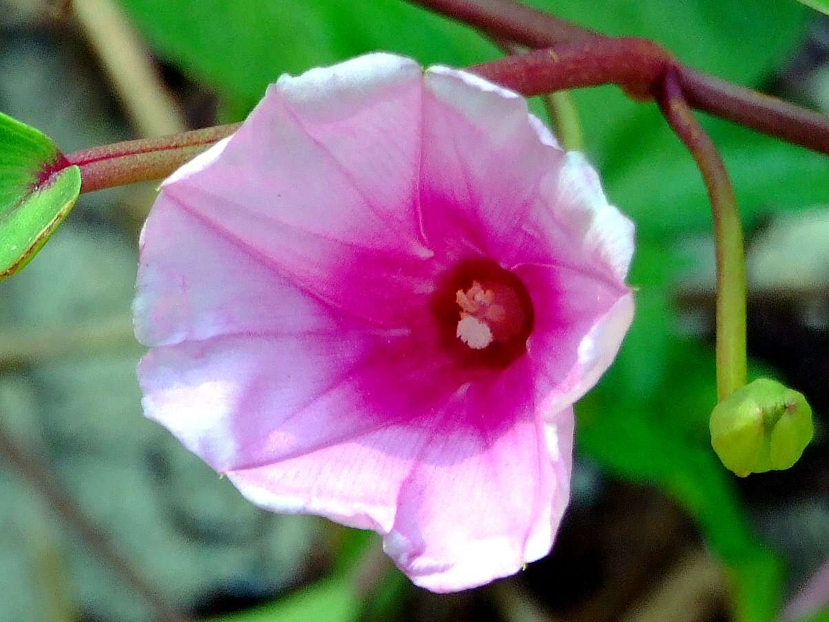 Image of morning-glory