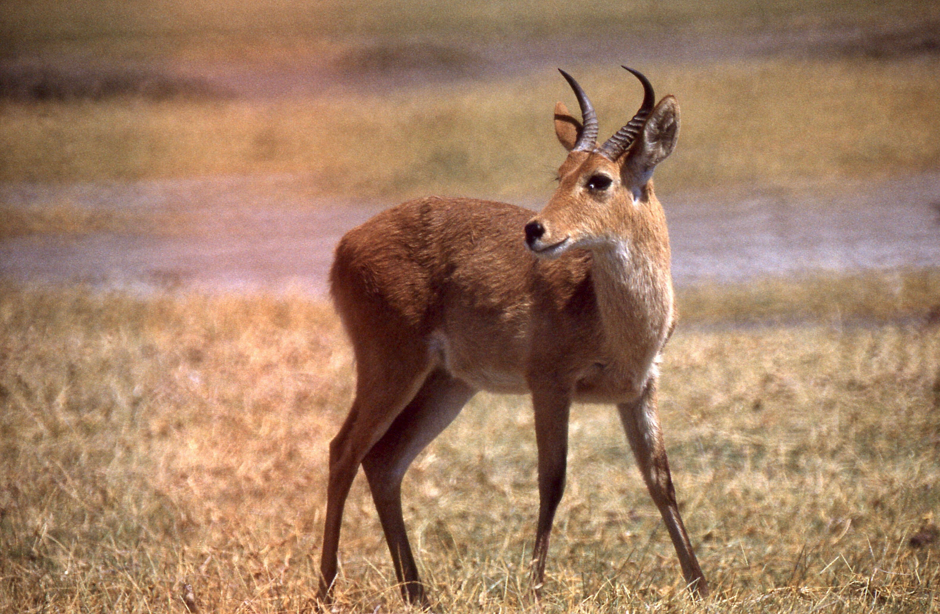 Image of Reedbuck