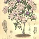 Image of Rhododendron intricatum Franch.