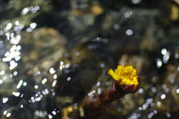 Image of coltsfoot