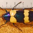 Image of Chrysochroa mniszechii Deyrolle 1861