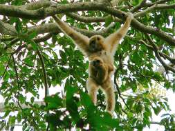 Image of gibbons