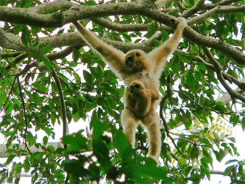 Image of gibbons