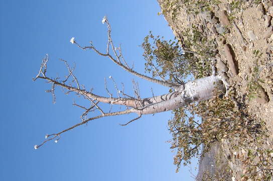 Image of Bottle tree