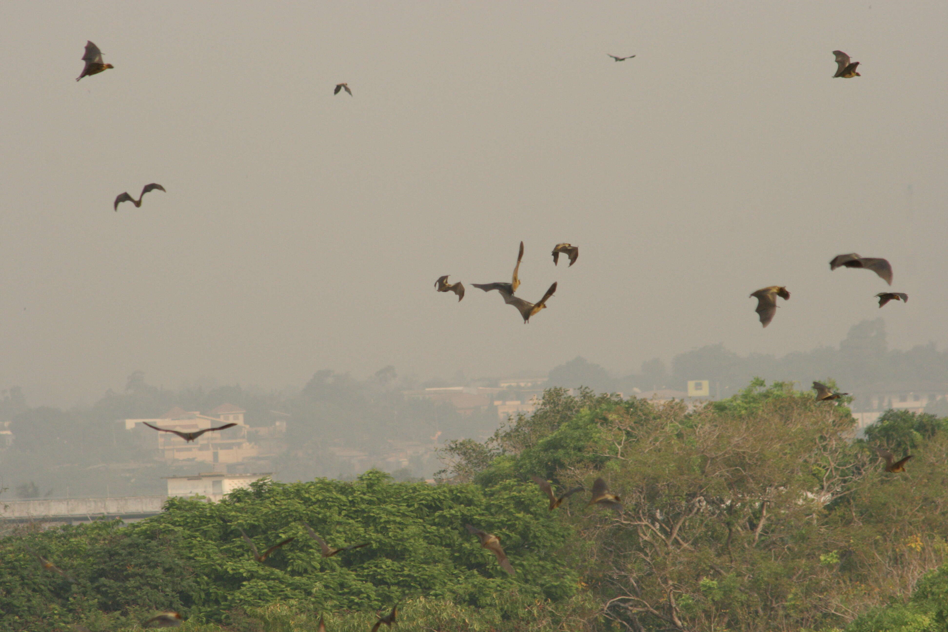 Image of Straw-coloured Fruit Bats