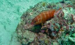 Image of Banded Reed Cod