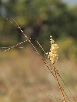 Image of Allium flavum L.