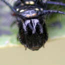 Image of Acraea perenna Doubleday (1847)