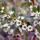 Image de Thryptomene micrantha Hook. fil.