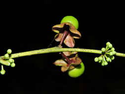 Image of Heisteria concinna Standl.