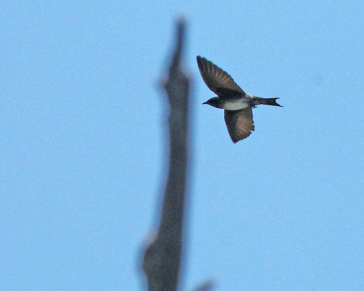 Image of Purple Martin