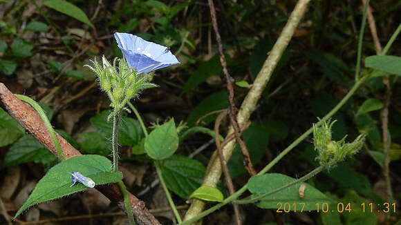 Plancia ëd Jacquemontia sphaerostigma (Cav.) Rusby