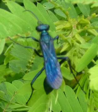 Image of Blue Mud Wasps