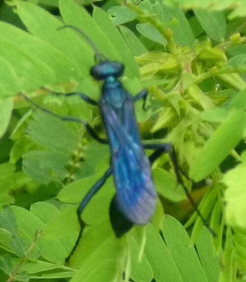 What Are Blue Mud Wasps?