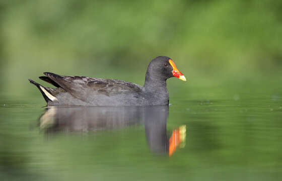 Image of Dusky Moorhen