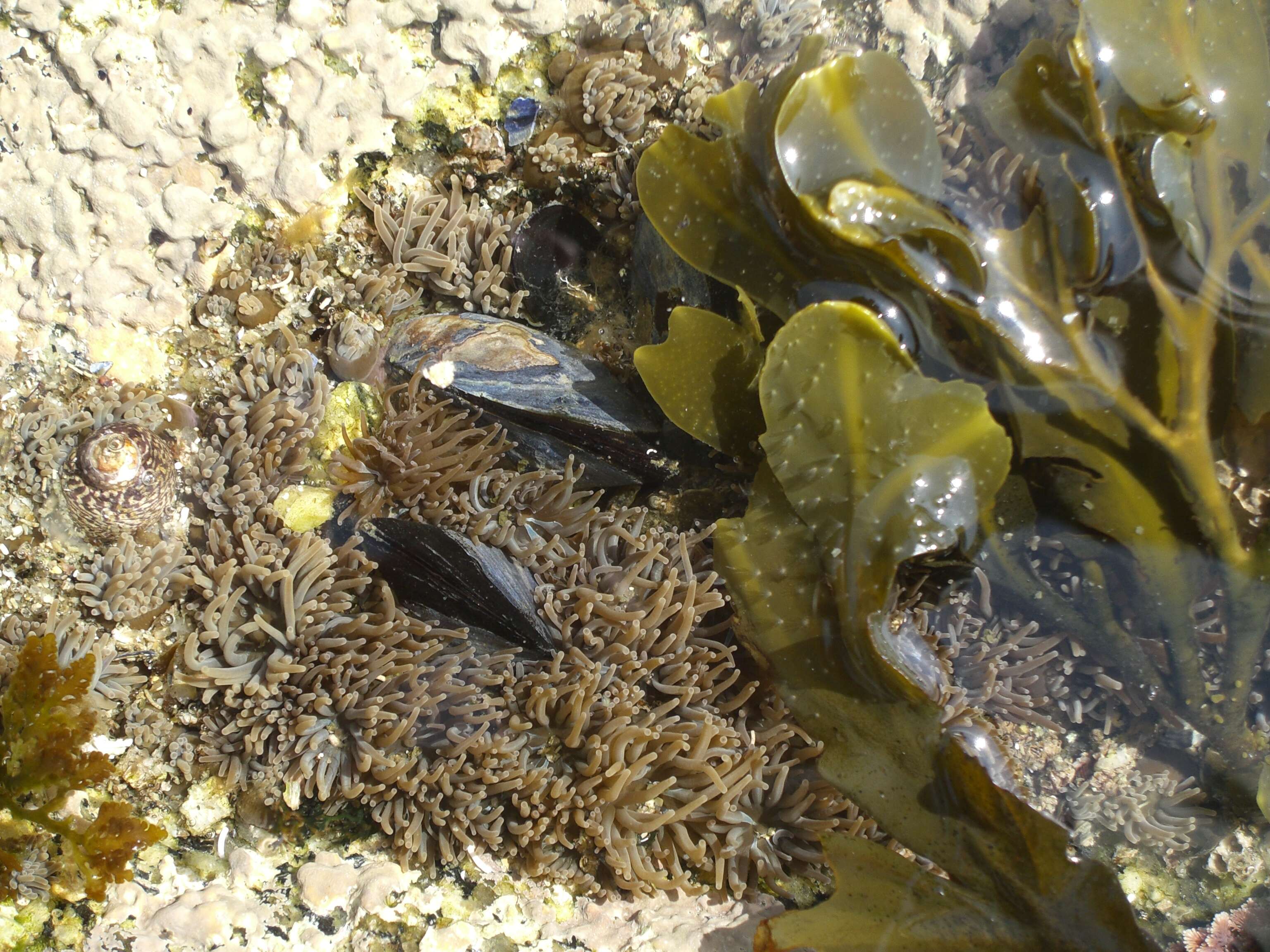 Image of Beadlet anemone