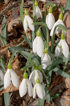 Image of Snowdrop