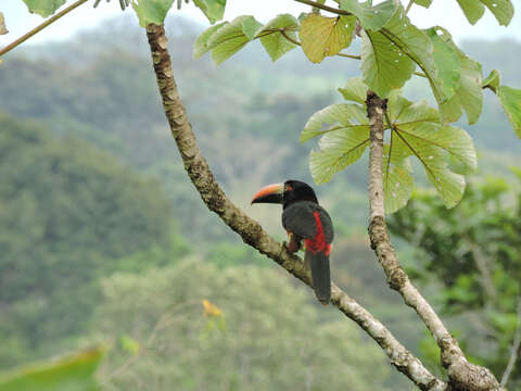 Image of Fiery-billed Aracari