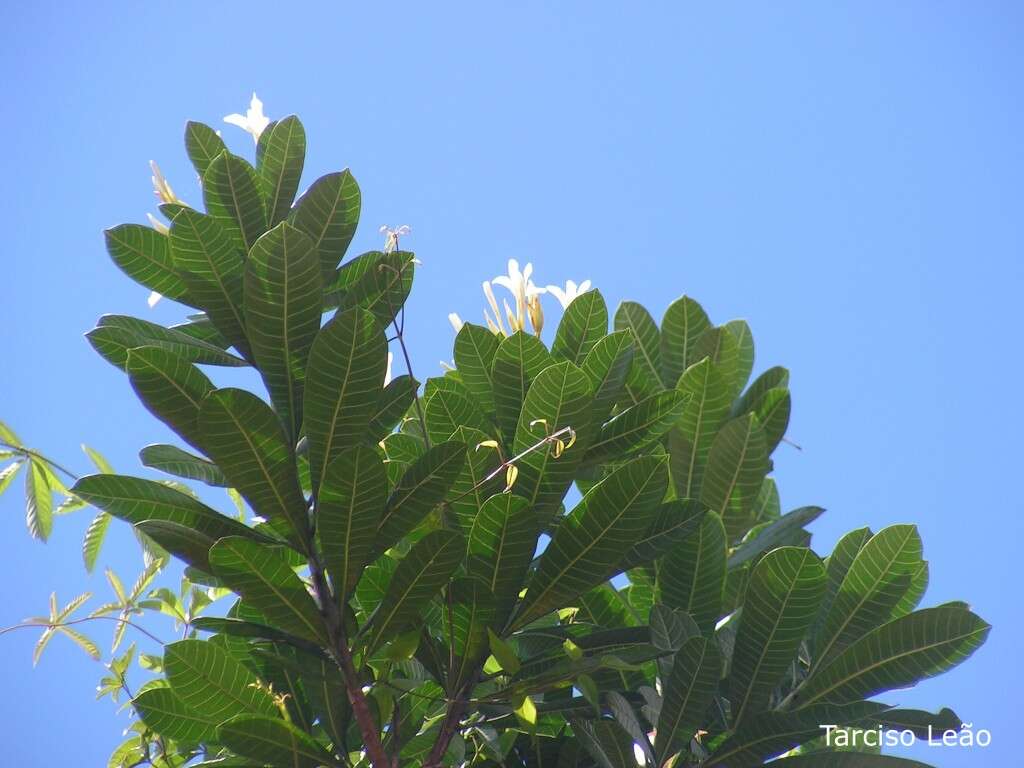 Image of Plumeria bracteata