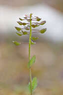 Image of pennycress