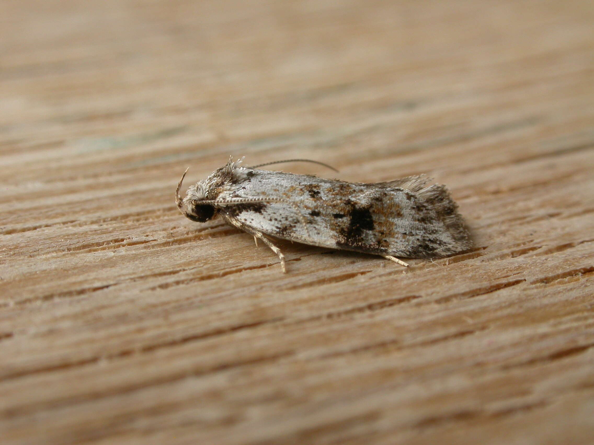 Image of concealer moths