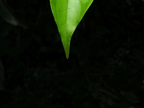 Image of Hamelia macrantha Little