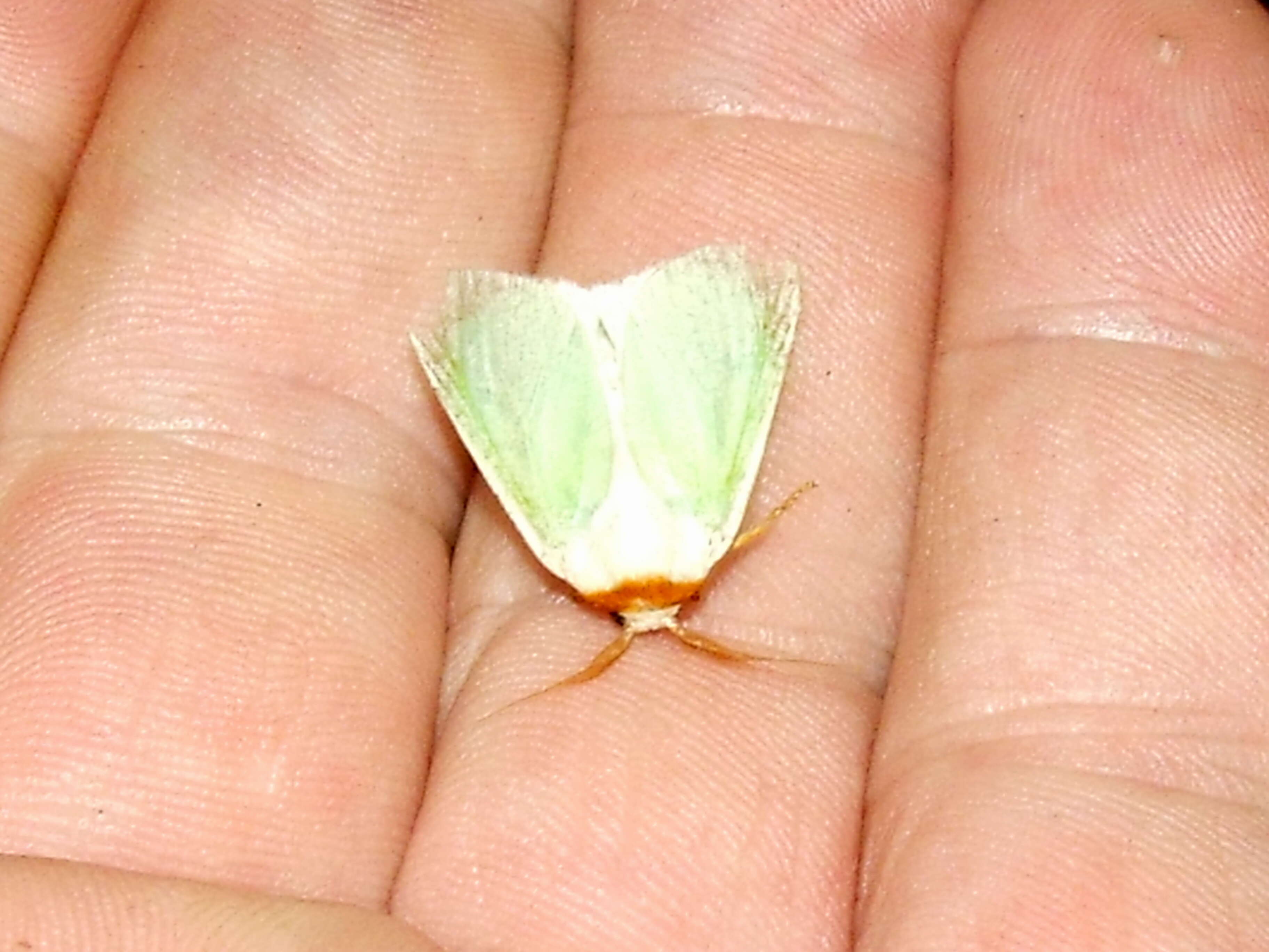 Image of slug caterpillar moths