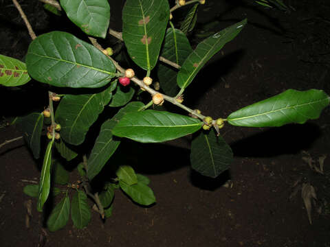 Image of Ficus costaricana (Liebm.) Miq.