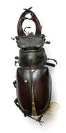 Image of Stag beetle