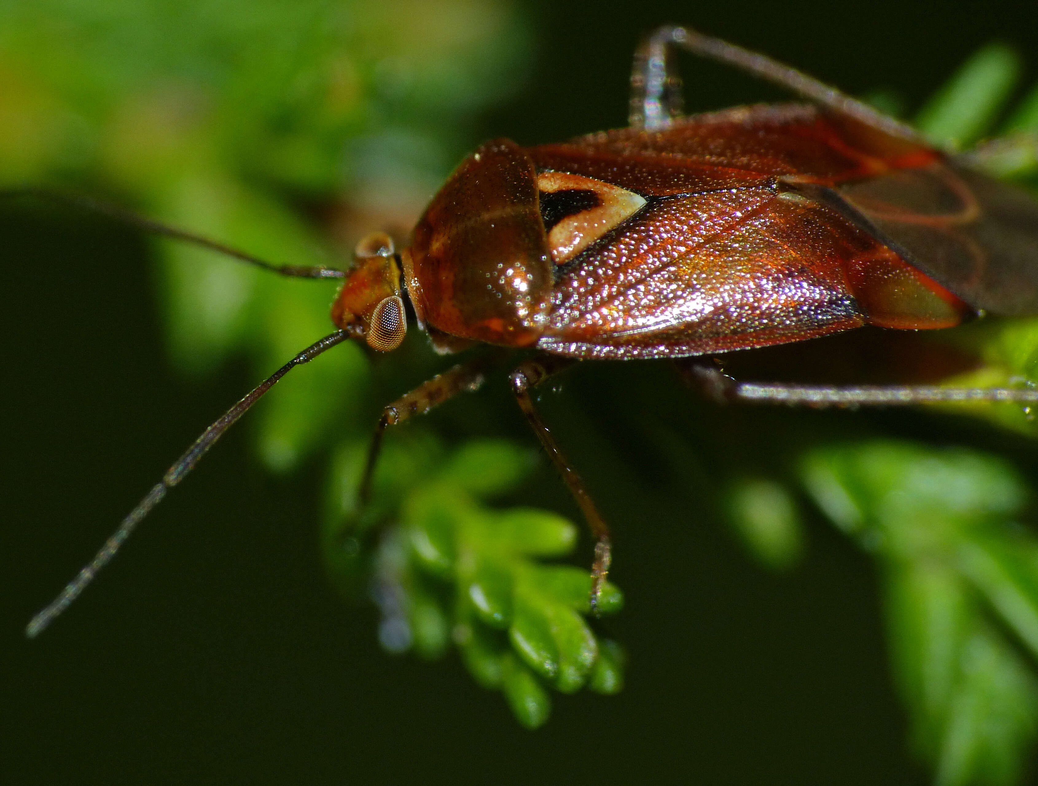 Image of Lygus Bugs