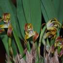 Image of Maxillaria