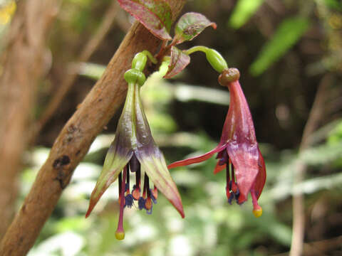 Image of New Zealand fuchsia