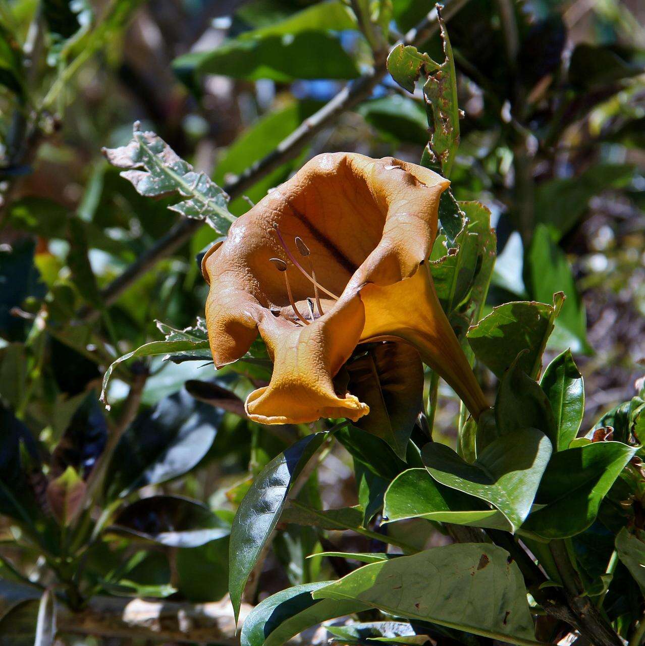 Image of chalice vine