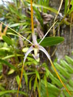 Sivun Dendrobium elongaticolle Schltr. kuva