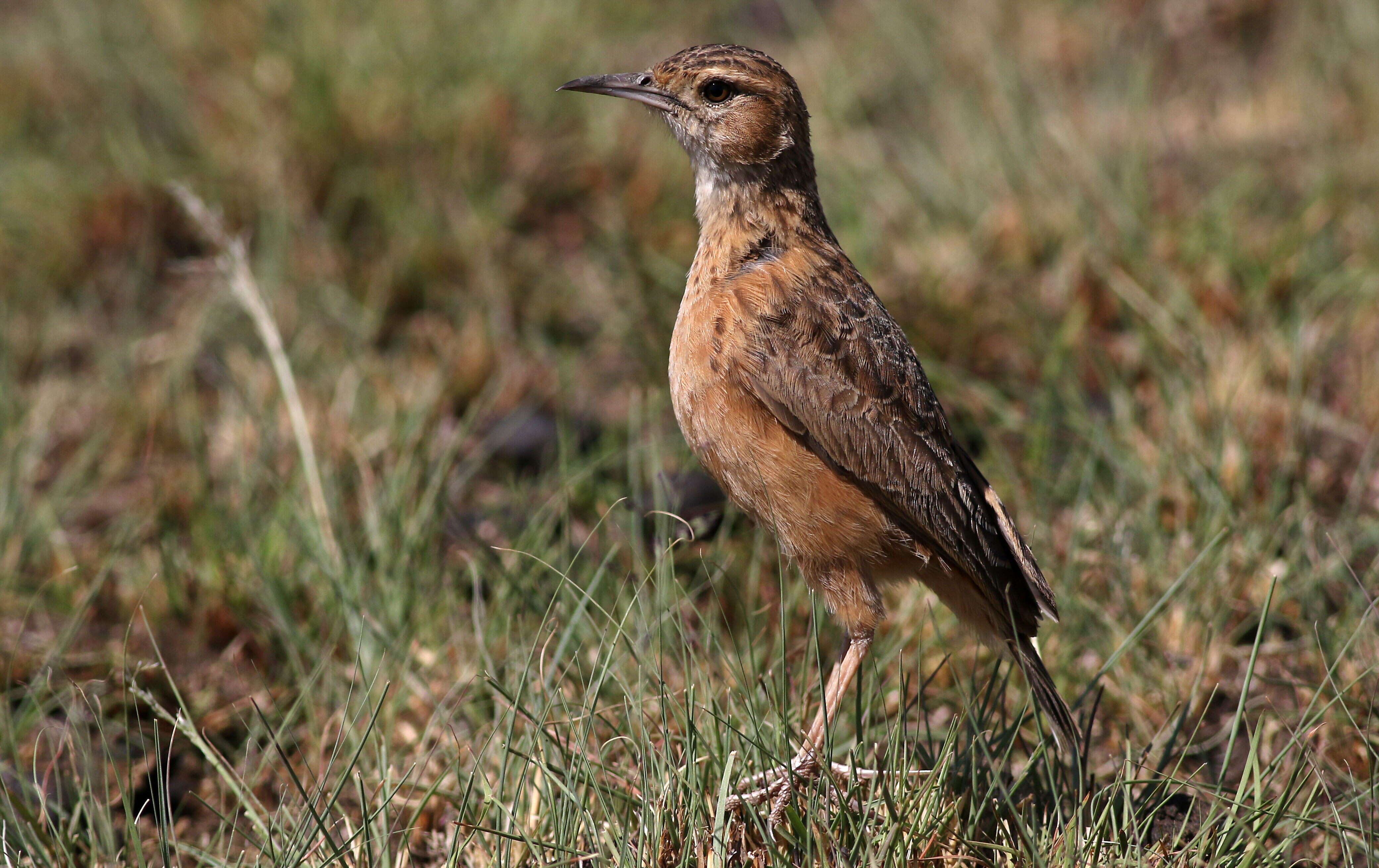 Imagem de Chersomanes Cabanis 1851