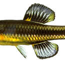 Image of Bluefin Killifish