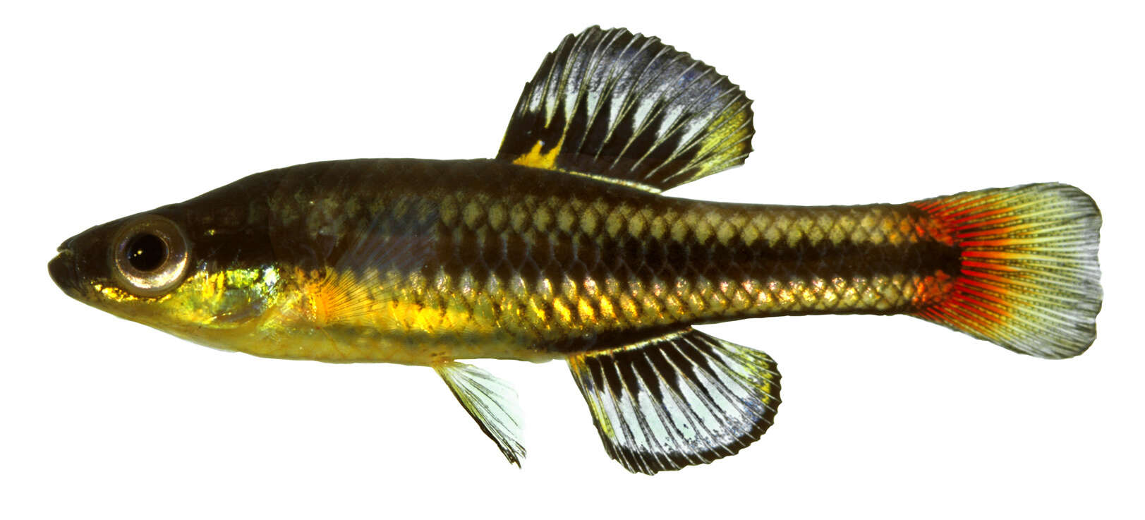 Image of topminnows