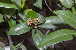 Image of Brownlowia tersa (L.) Kosterm.