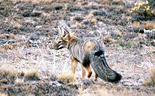 Imagem de Lycalopex gymnocerus