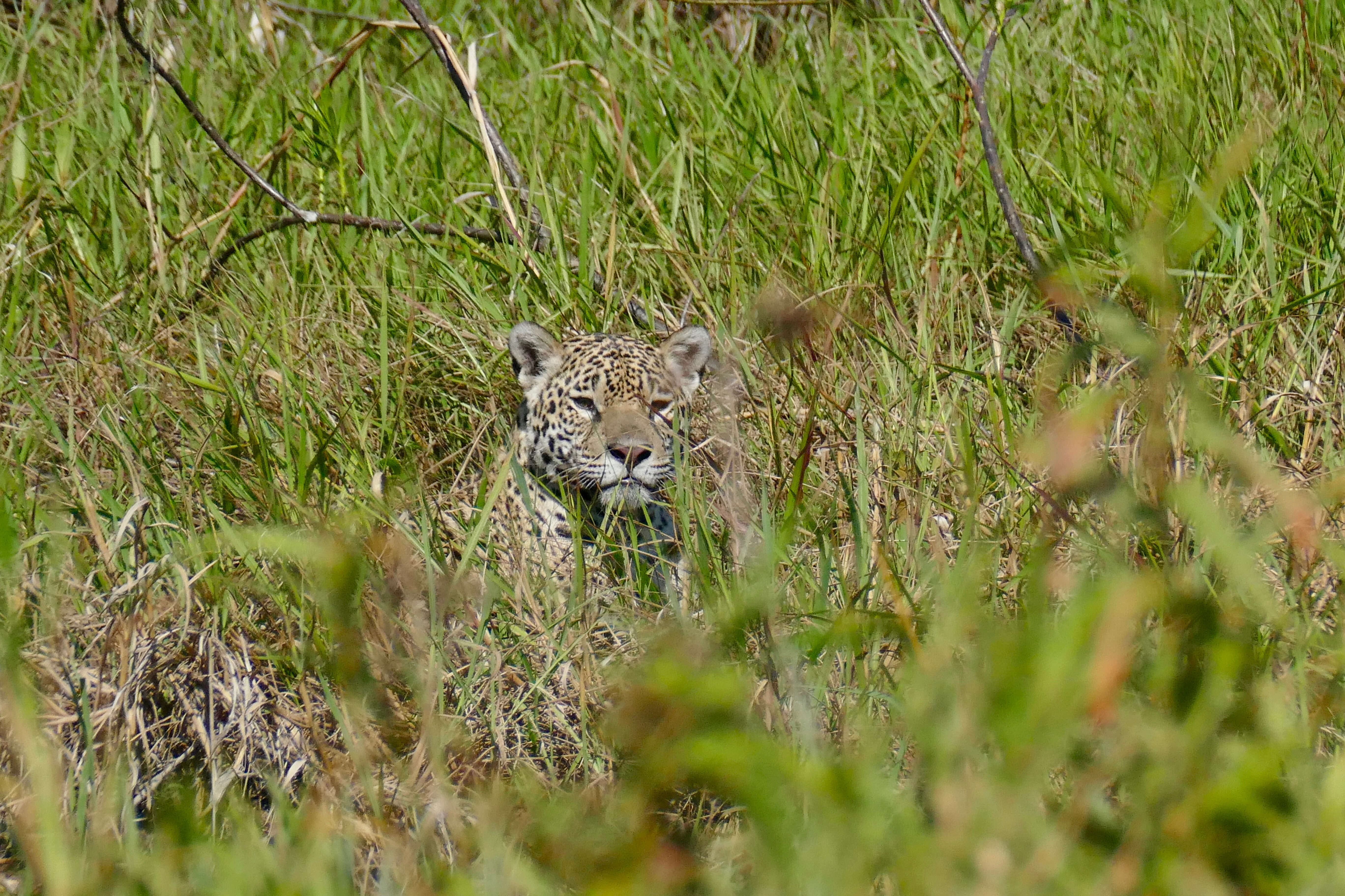 Image of big cats