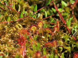 Image of Sundews