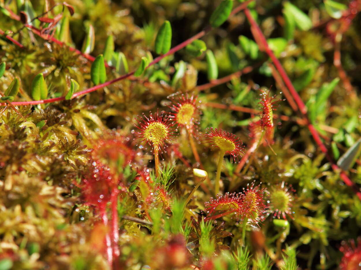 Image of Sundews