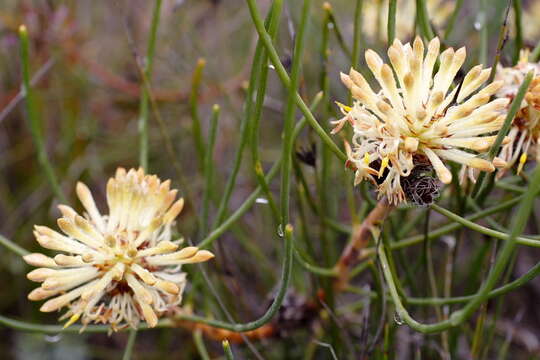 Image of Petrophile