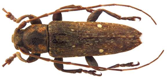 Mycerinopsis maculicollis (Aurivillius 1927) resmi