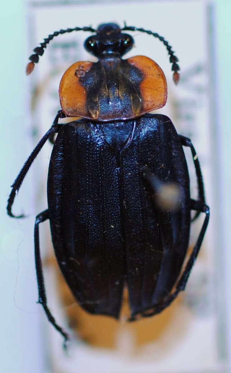 Image of Oxelytrum emarginatum (Portevin 1920)