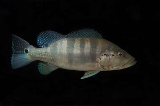 Image of Cichla