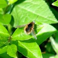 Image of Large bee-fly