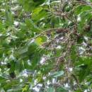 Sivun Ficus superba (Miq.) Miq. kuva