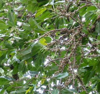 Image de Ficus superba (Miq.) Miq.