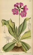 Primula chionantha I. B. Balf. & Forrest resmi